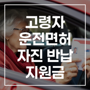2026년 고령자 운전면허 자진 반납 지원금, 최대 30만원 받는 법 (신청 절차, 지역별 혜택 완벽 가이드)