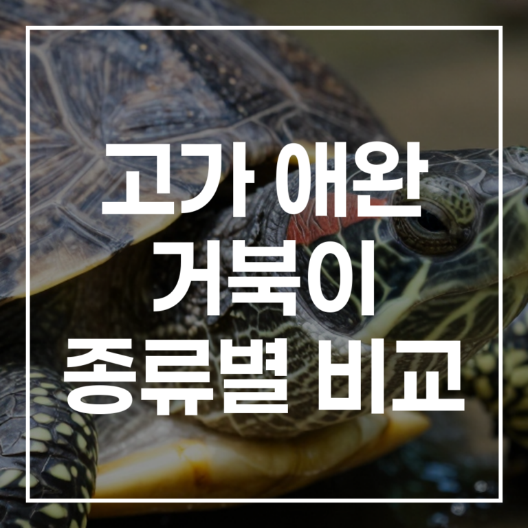 궁극의 가이드: 고가 애완 거북이 종류별 비교